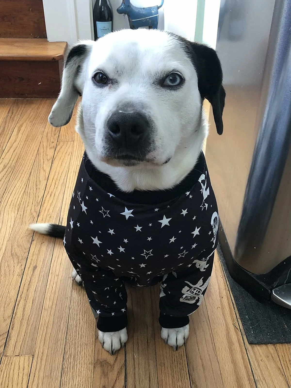 White dog with black spots wearing black pajamas with a starry night design, sitting calmly on a wooden floor.