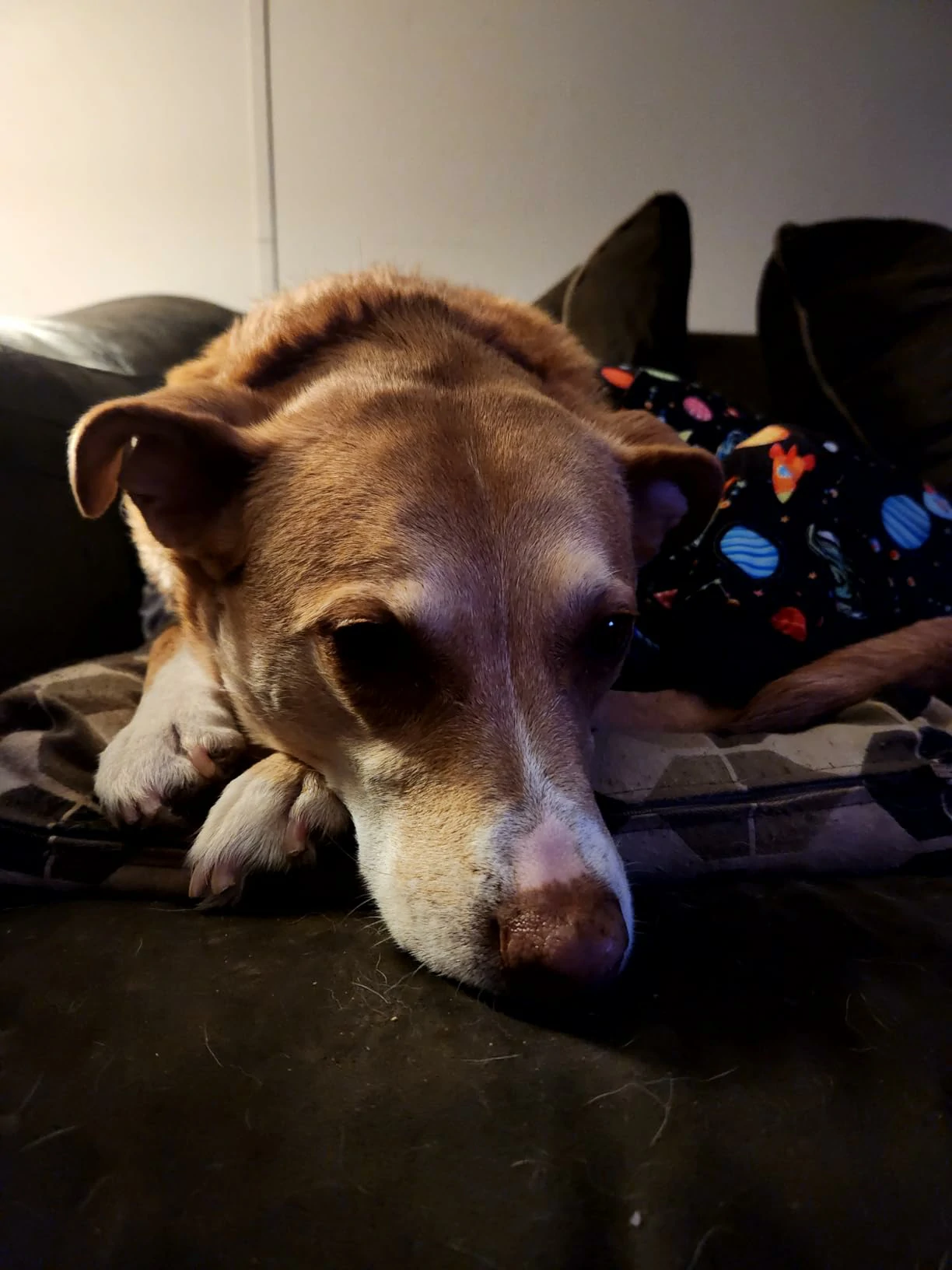Large brown dog resting on a couch, wearing pajamas with a space-themed pattern.