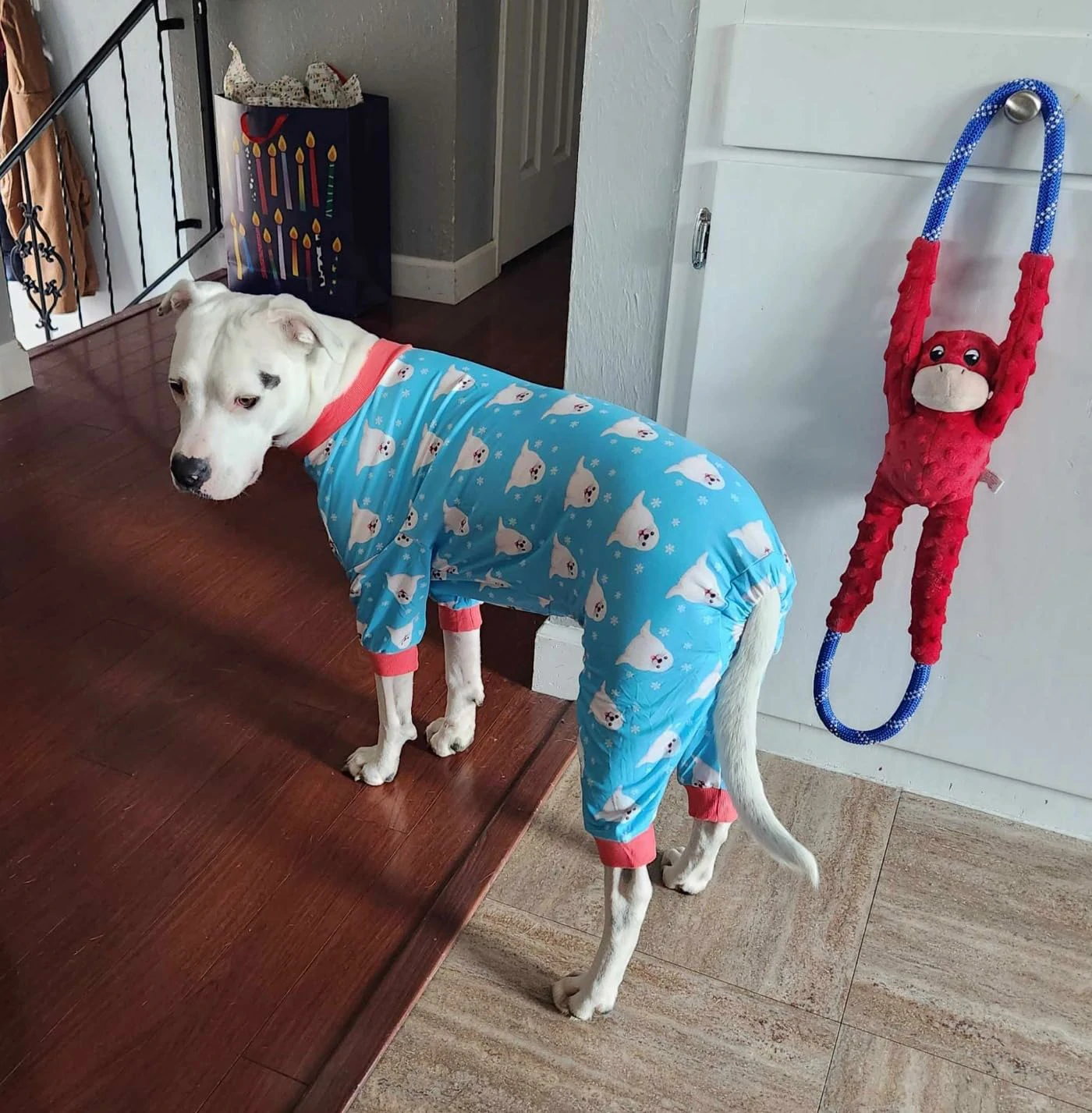 White dog standing indoors in blue pajamas with a polar bear pattern and red cuffs, looking comfortable and stylish.