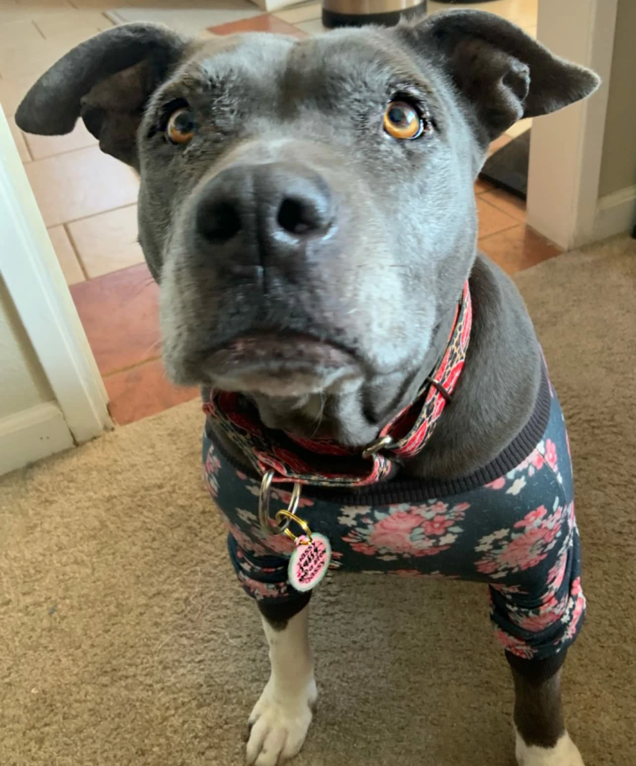 Gray pit bull wearing dark floral-patterned pajamas, looking up at the camera, showing a comfortable and stylish look for dogs.