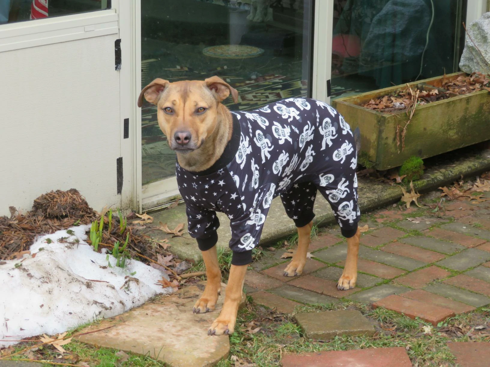 A brown dog standing on a patio, wearing pjs.