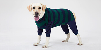 dog recovery suit dog surgery recovery suit