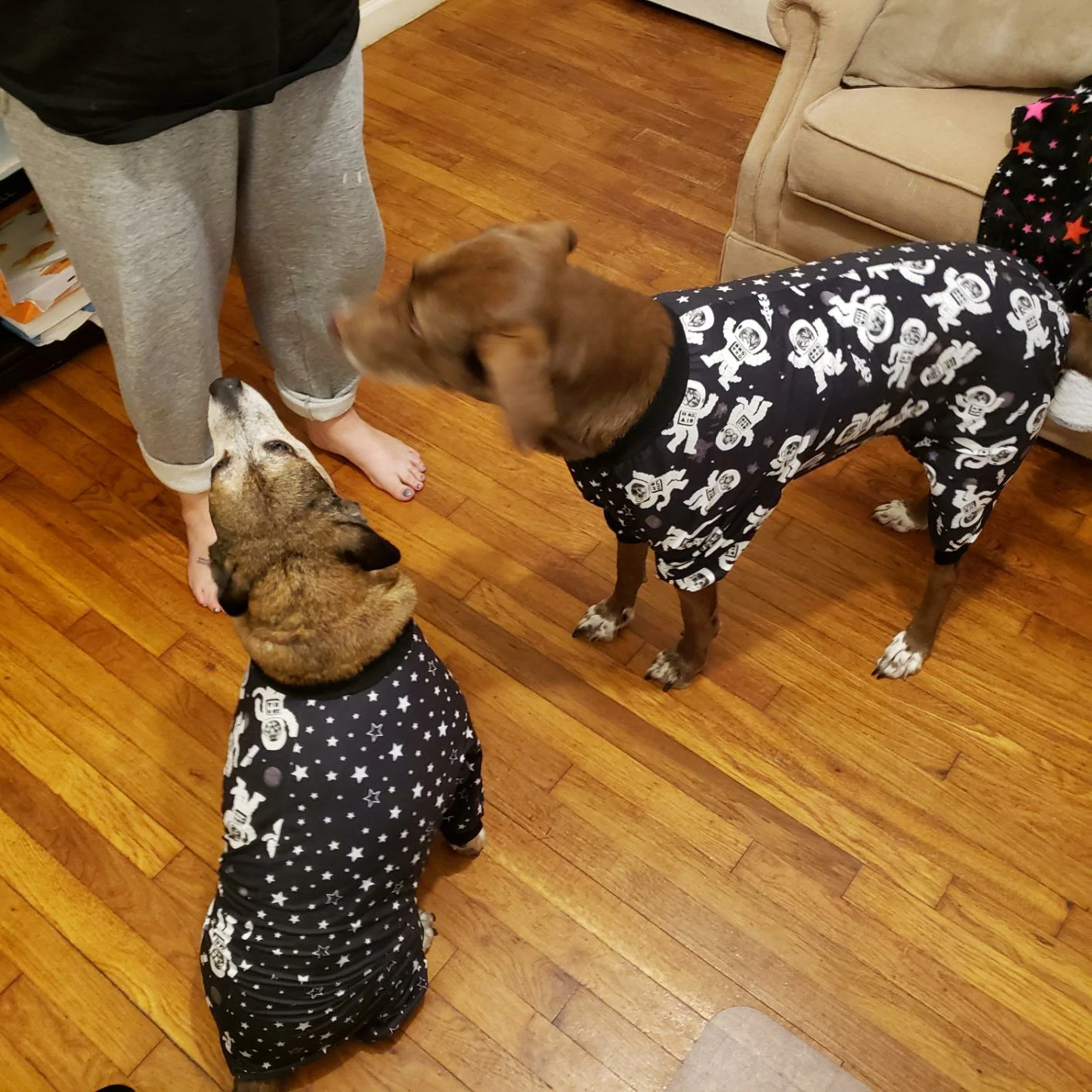 Two dogs in matching black astronaut-themed pajamas standing on a wooden floor, with one dog looking up at a person.