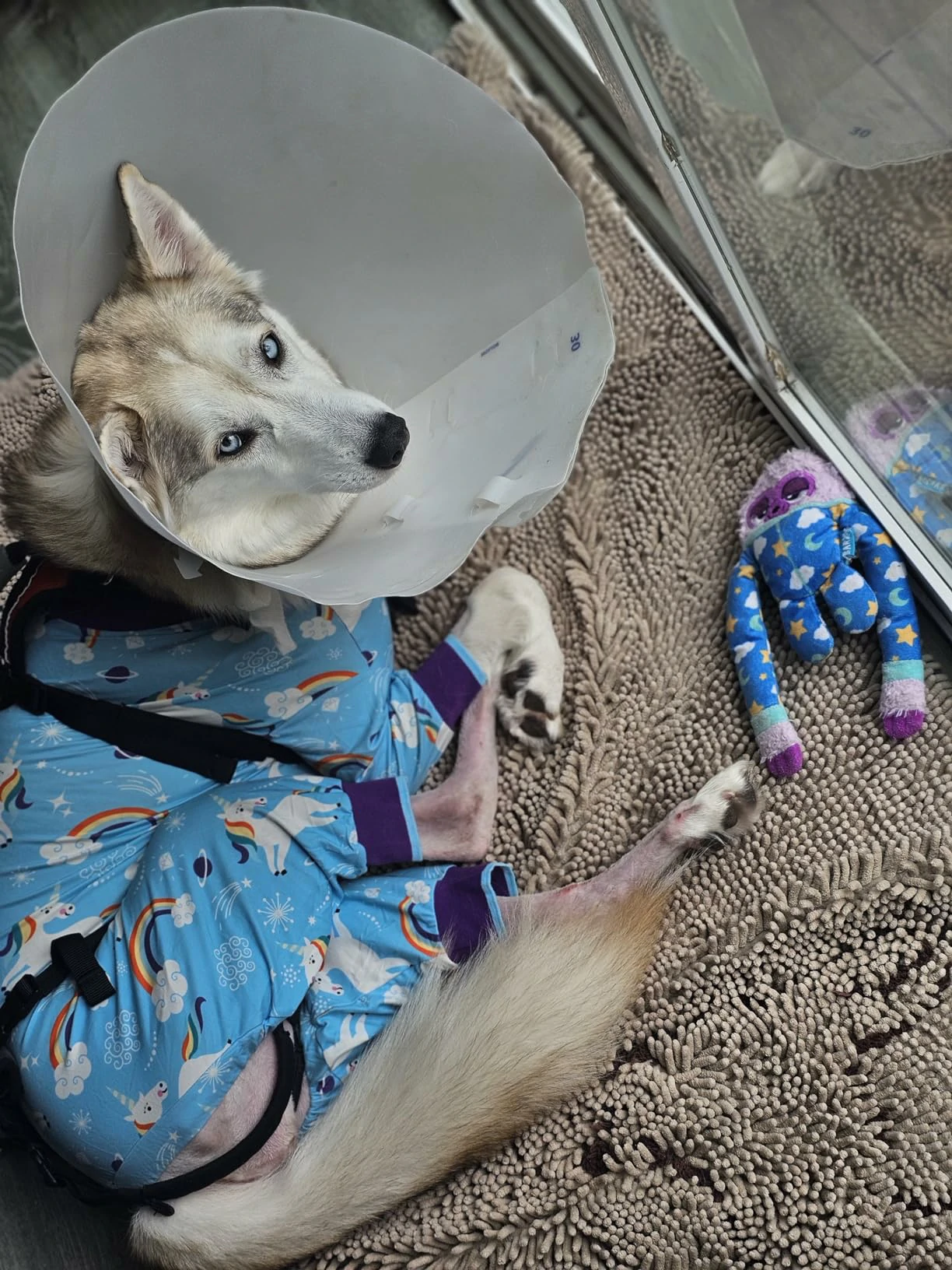 Husky wearing light blue unicorn-themed dog pajamas and a recovery cone, lying on a rug next to a toy.