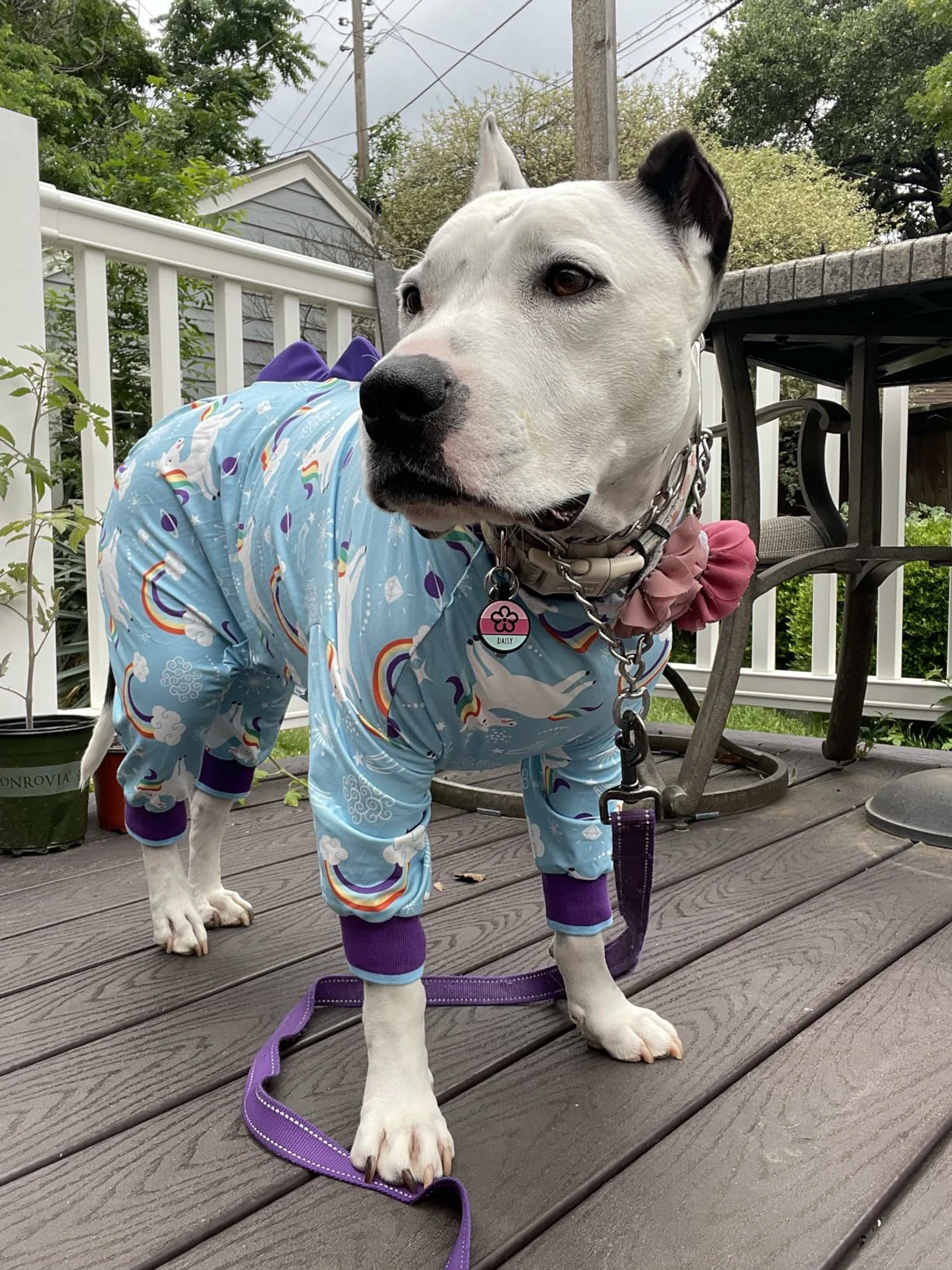 White dog wearing unicorn-themed blue pajamas with purple cuffs, standing on a deck, enjoying a cozy outdoor moment.