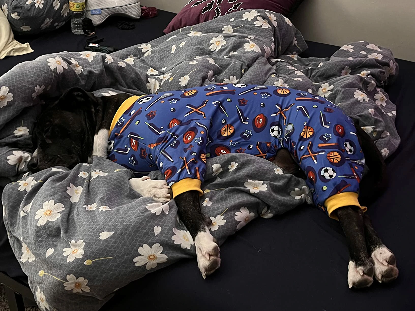 Black dog sleeping on a bed, dressed in blue pajamas with a sports theme, featuring basketball, soccer, and hockey patterns.