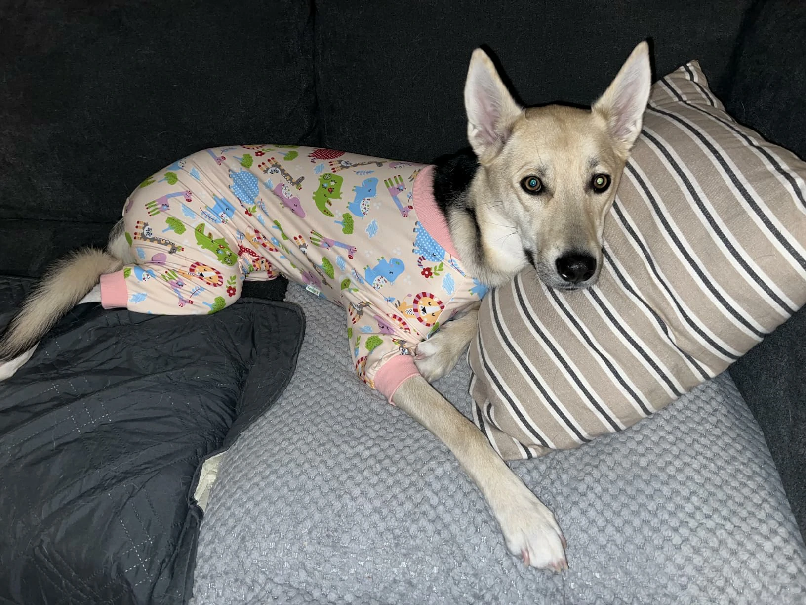 Large dog lounging in colorful dinosaur-themed pajamas on a couch, looking cozy.