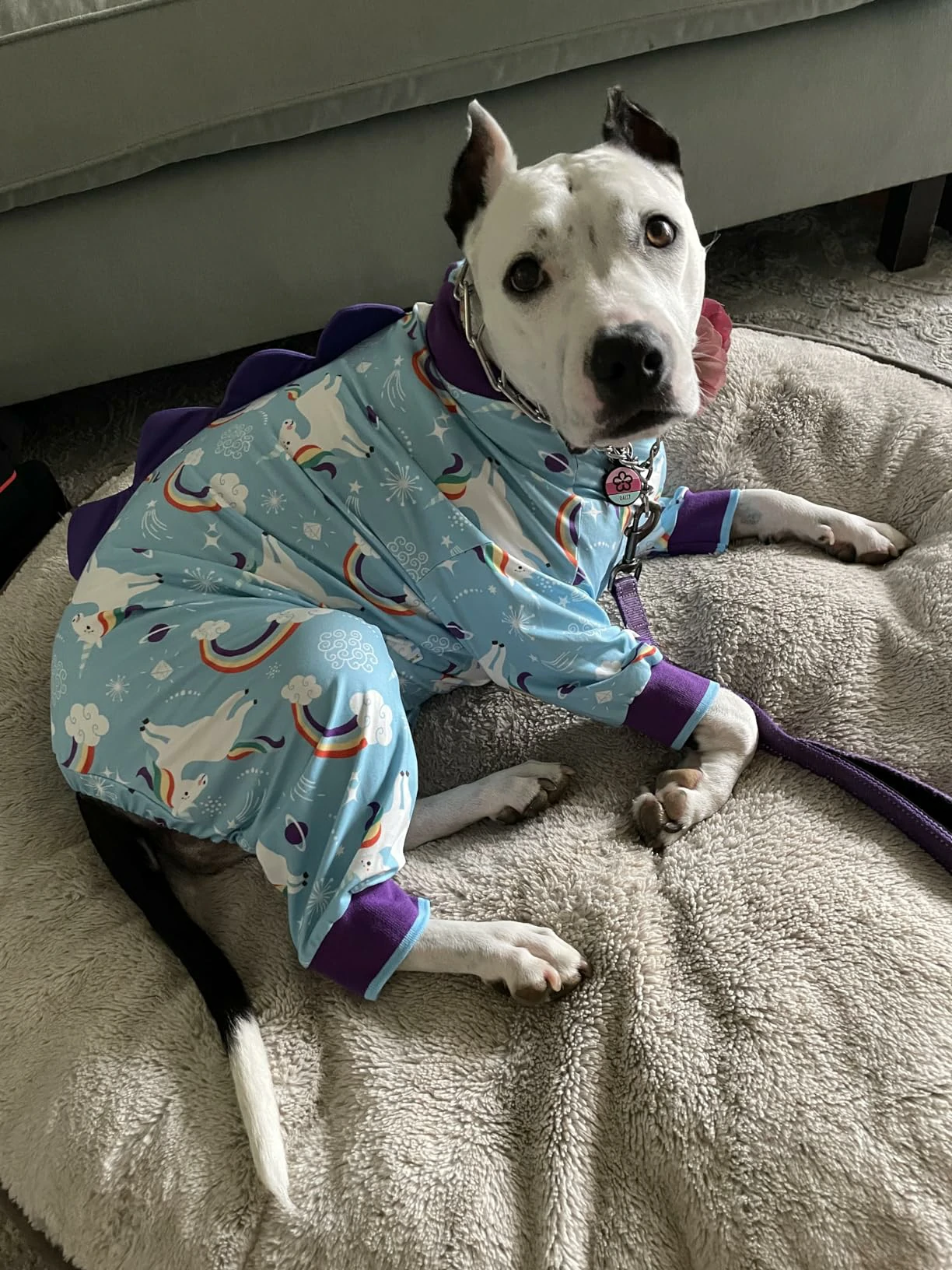 White pitbull sitting on a dog bed, wearing light blue pajamas with unicorns, rainbows, and purple accents.