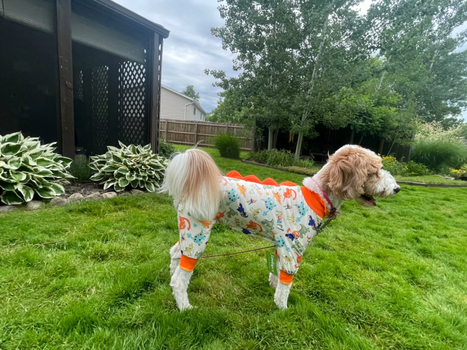 A large fluffy dog wearing dinosaur-themed pajamas stands on green grass in a backyard, with lush plants and a wooden patio in the background.
