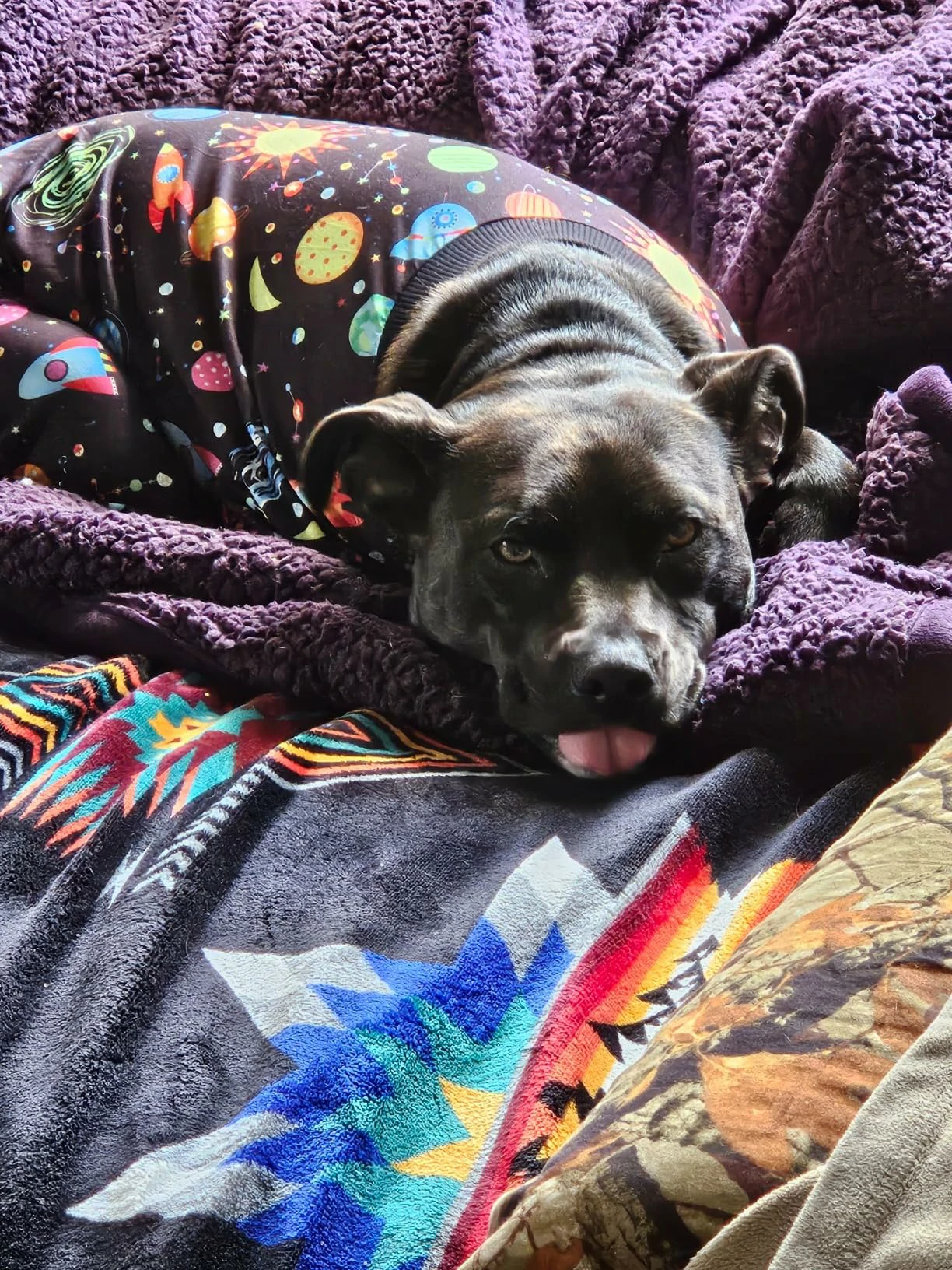 A black dog snuggled in a purple blanket, looking cozy while wearing black pajamas covered in a space design with planets and stars.