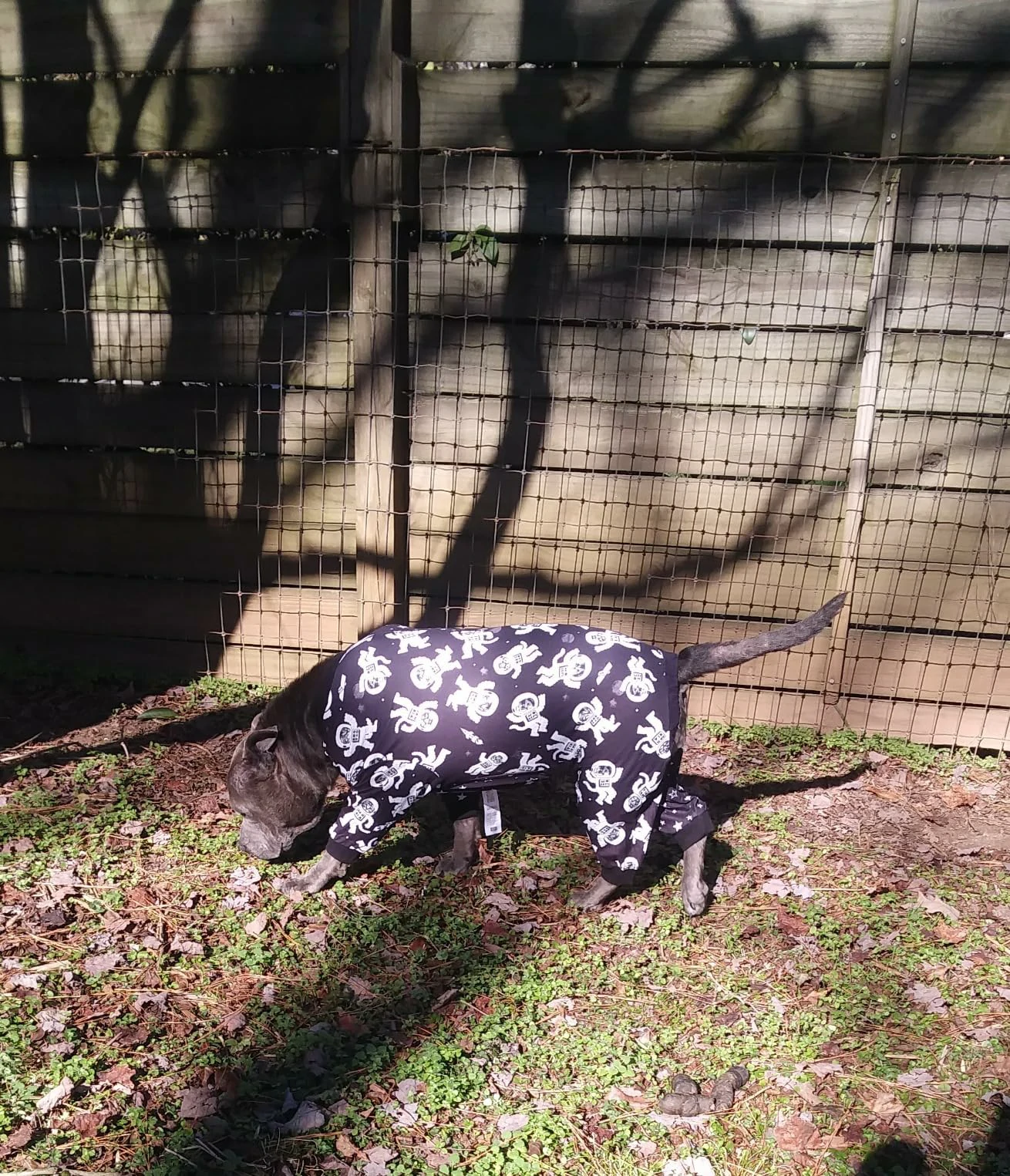 A dog in a black space-themed pajama outfit walking outdoors in a yard.