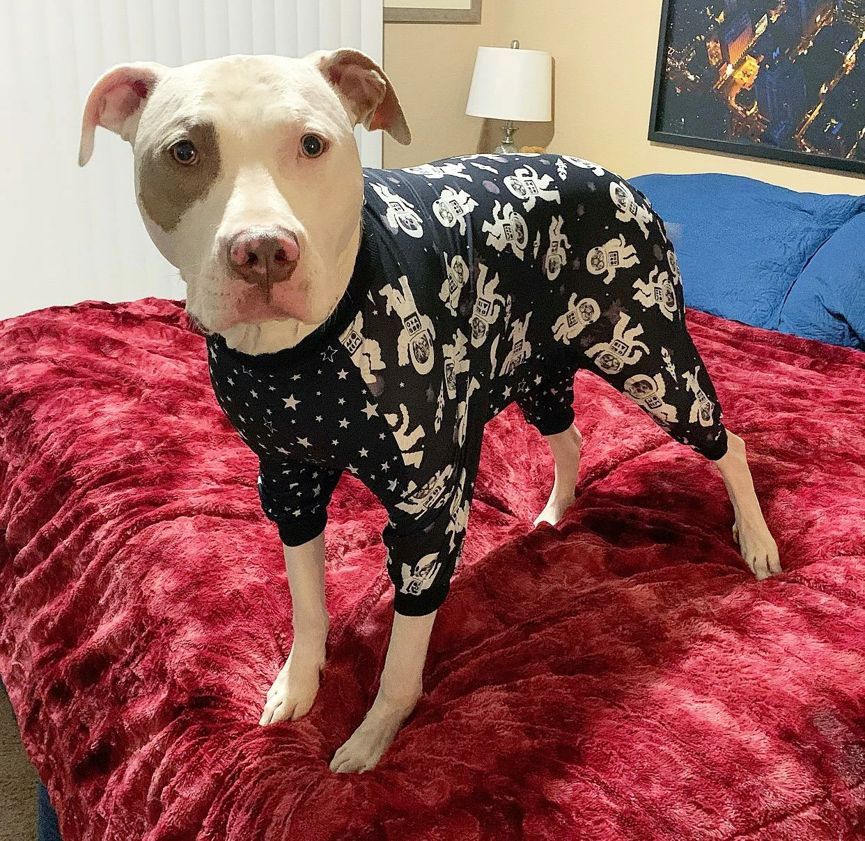 A white and tan pit bull wearing a space and astronaut theme pjs standing on a red bedspread.