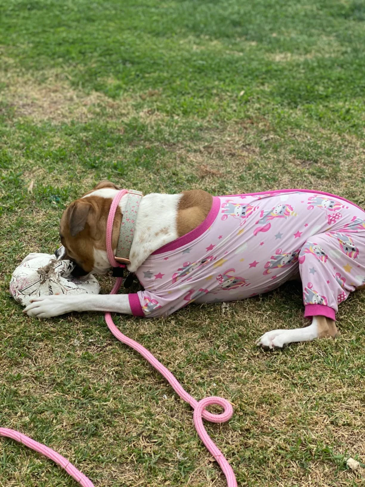A dog lying on the grass outdoors, chewing a toy.
