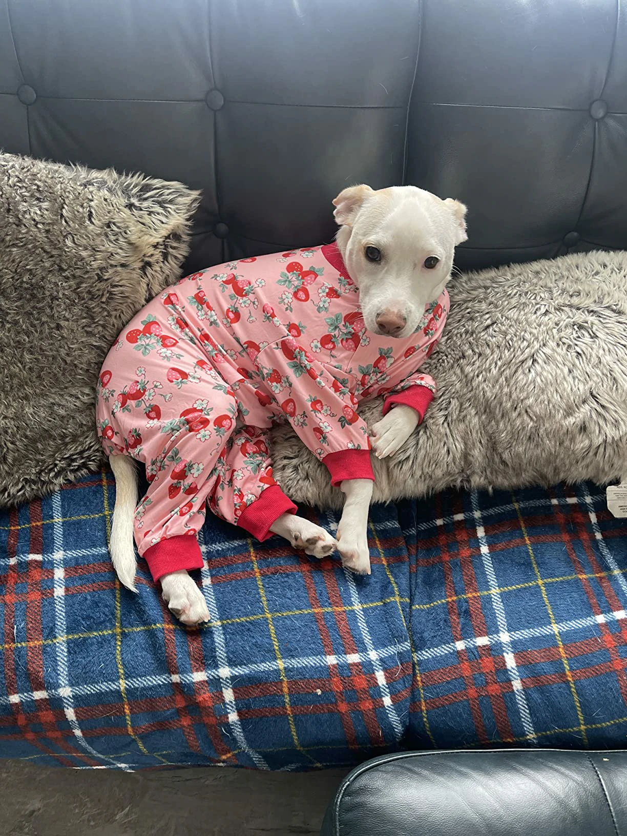 White dog curled up on a plaid blanket, wearing strawberry-themed pink pajamas with red cuffs. Relaxed and cozy.