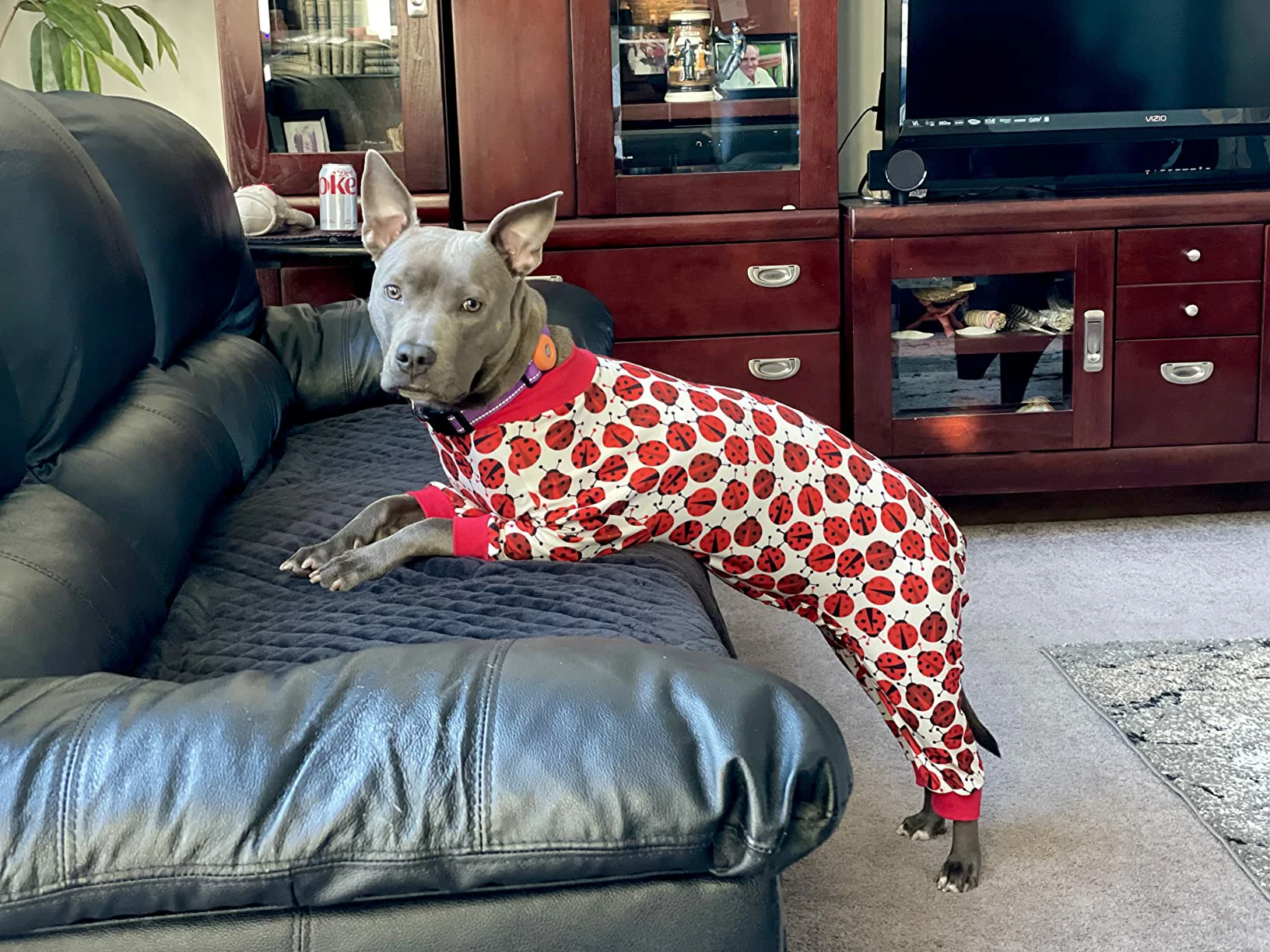 Gray dog in ladybug-patterned pajamas, standing on a black leather couch with a relaxed pose.