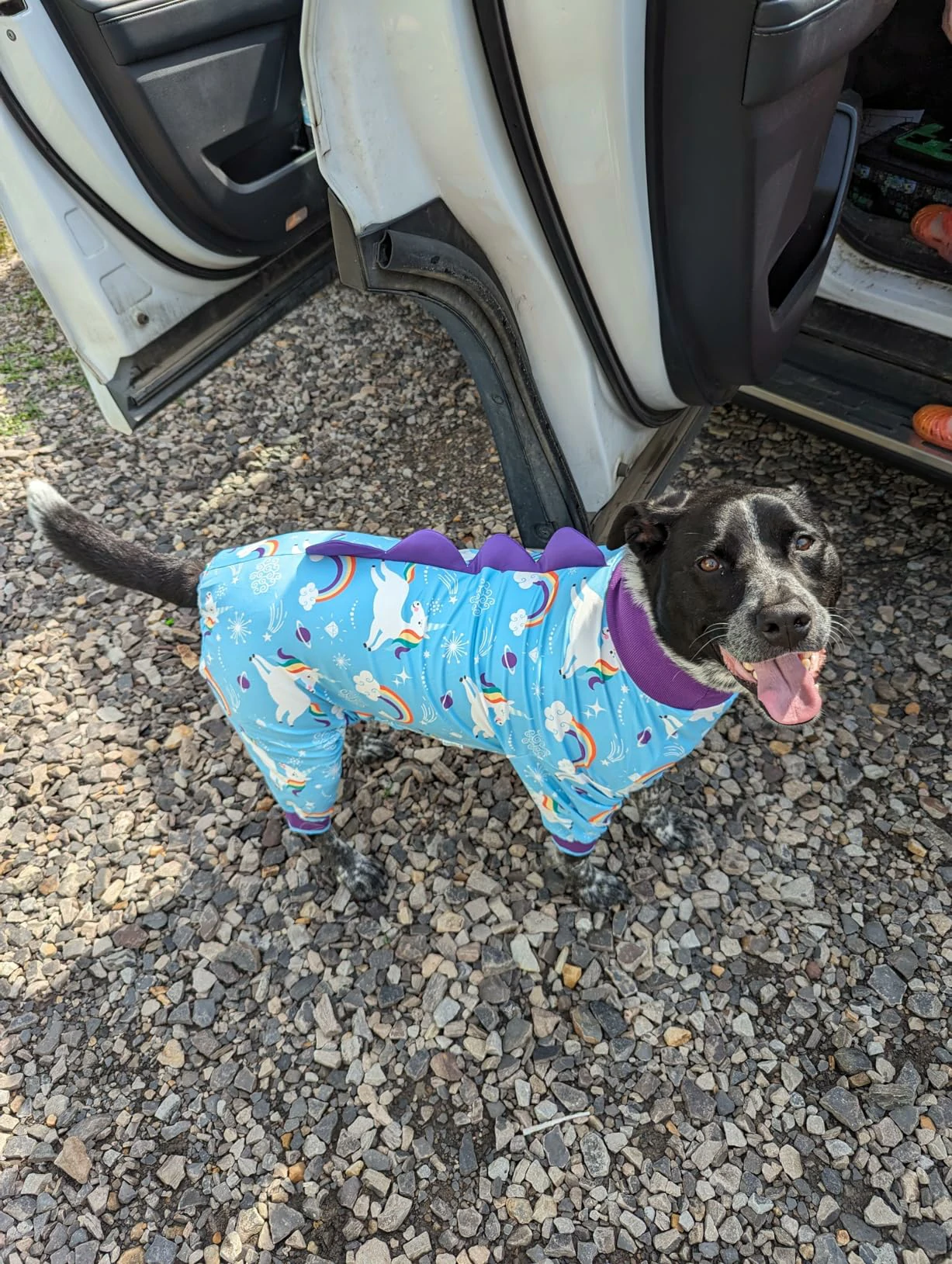 A dog standing outside a car, wearing pjs with a unicorn and rainbow pattern, smiling with its tongue out.