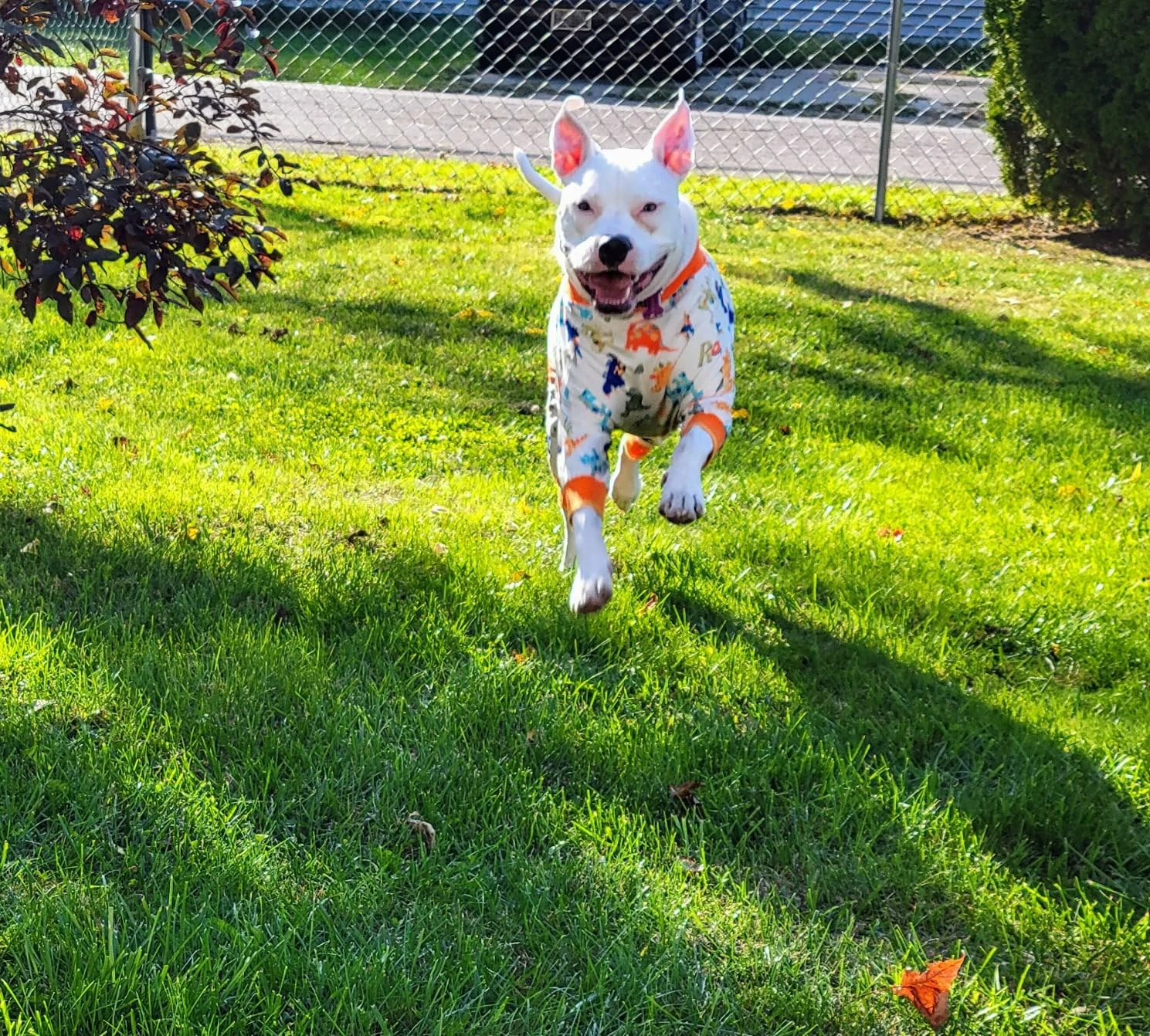 White dog joyfully running outdoors in dinosaur-print pajamas on a sunny day.