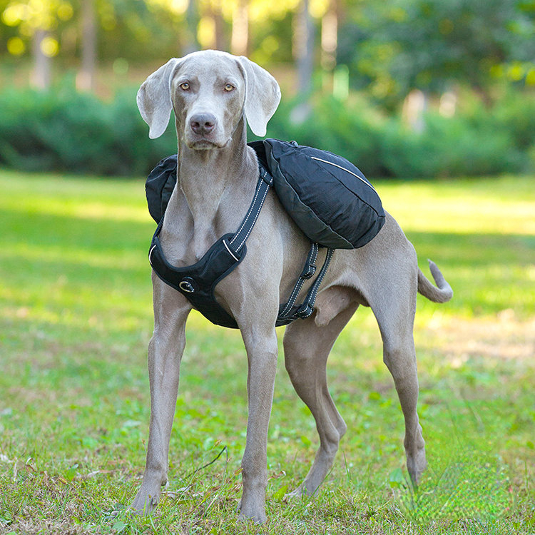 Pet dog outing schoolbag snack portable dog backpack medium large dog hand holding rope chest strap