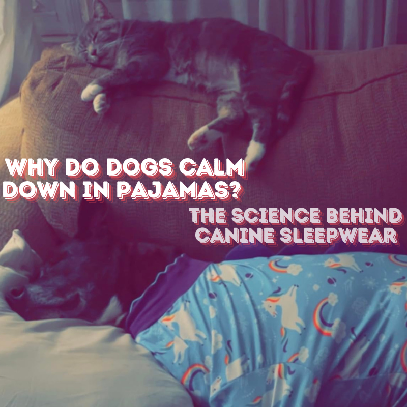 Dog and cat sleeping on a couch, with the dog in rainbow unicorn pajamas and "Why Do Dogs Calm Down in Pajamas? The Science Behind Canine Sleepwear" text overlay.