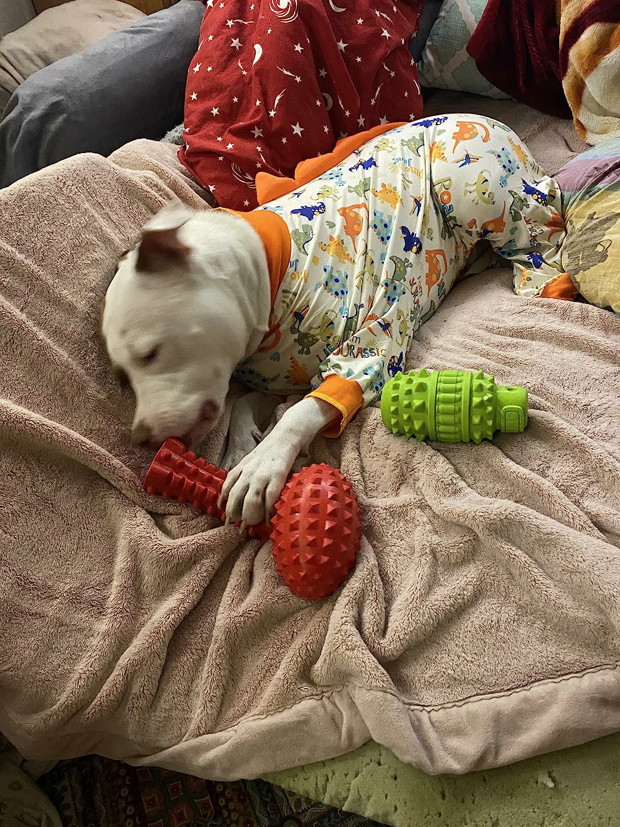 A white dog lying on a pink blanket, playing with red and green chew toys while wearing dinosaur-themed pajamas with an orange collar.