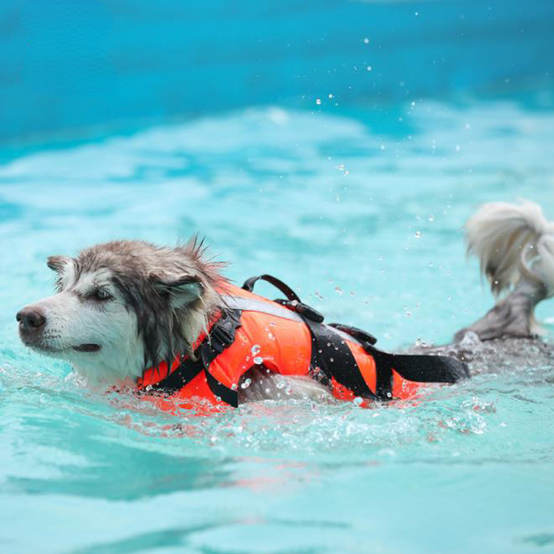 High Buoyancy Reflective Dog Life Jacket for Large Breeds - Anti-Drowning Vest