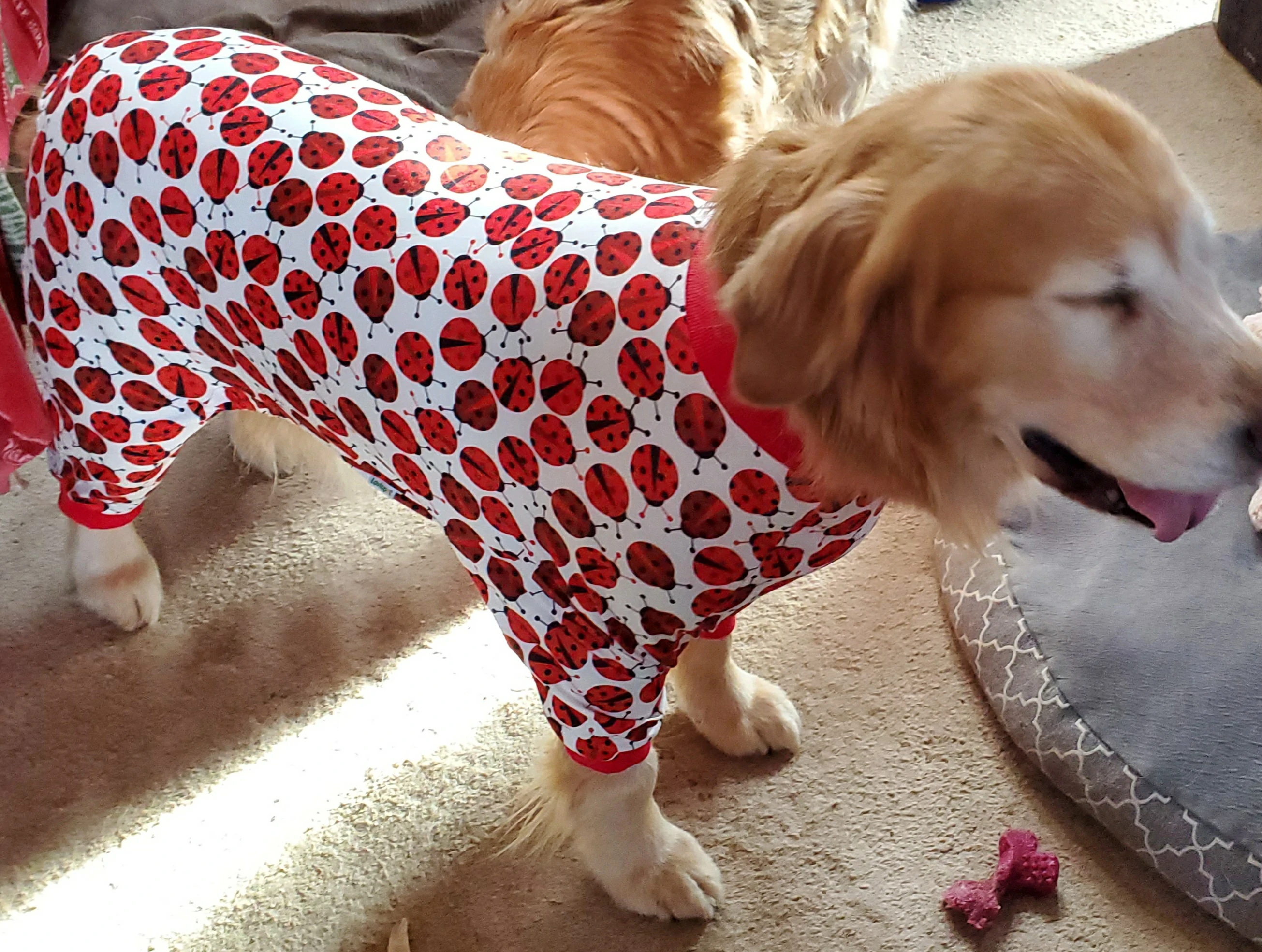 Golden retriever in red ladybug-print pajamas standing on carpet, with a playful expression.