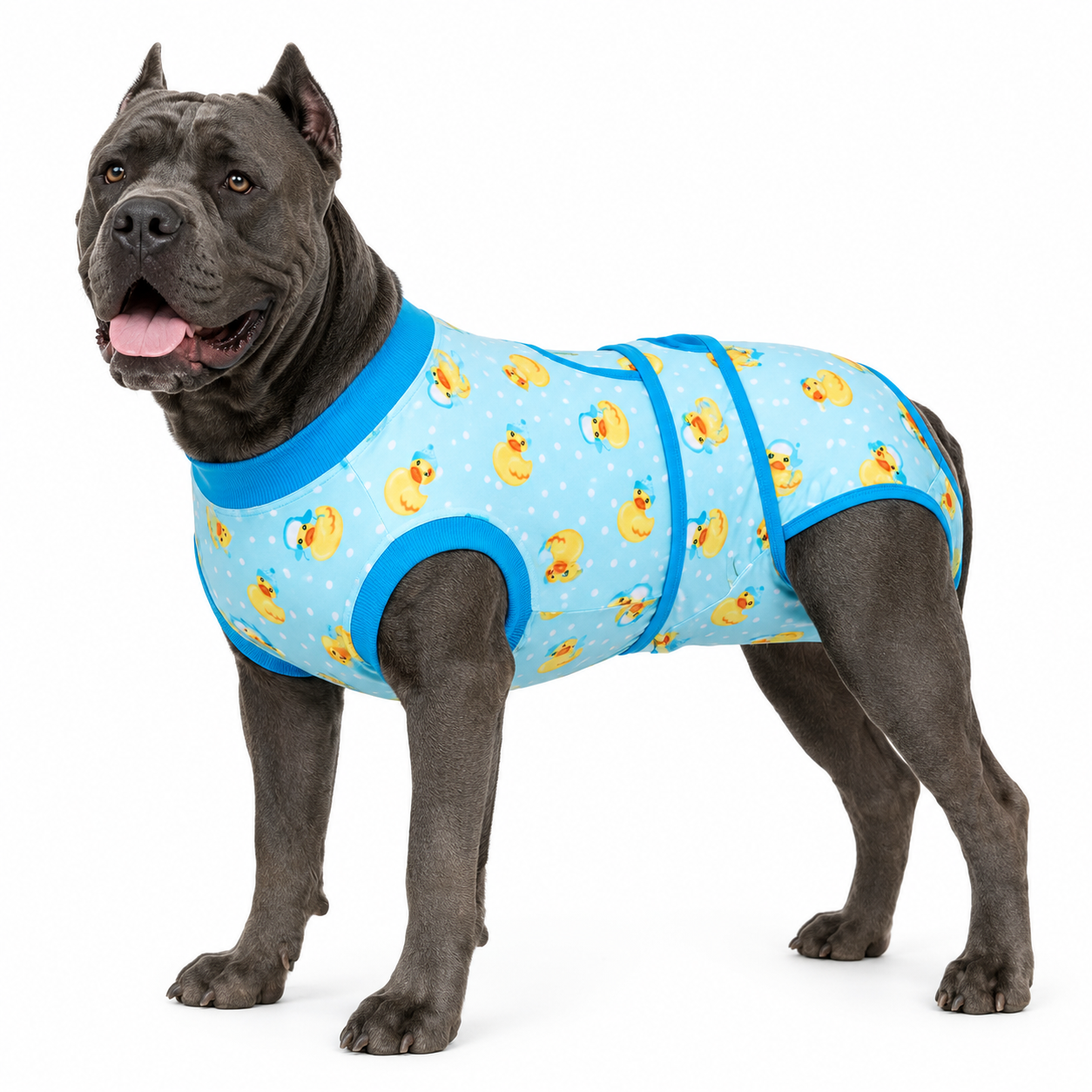 Recovery suits for male and female dogs -  Cute Critters Prints