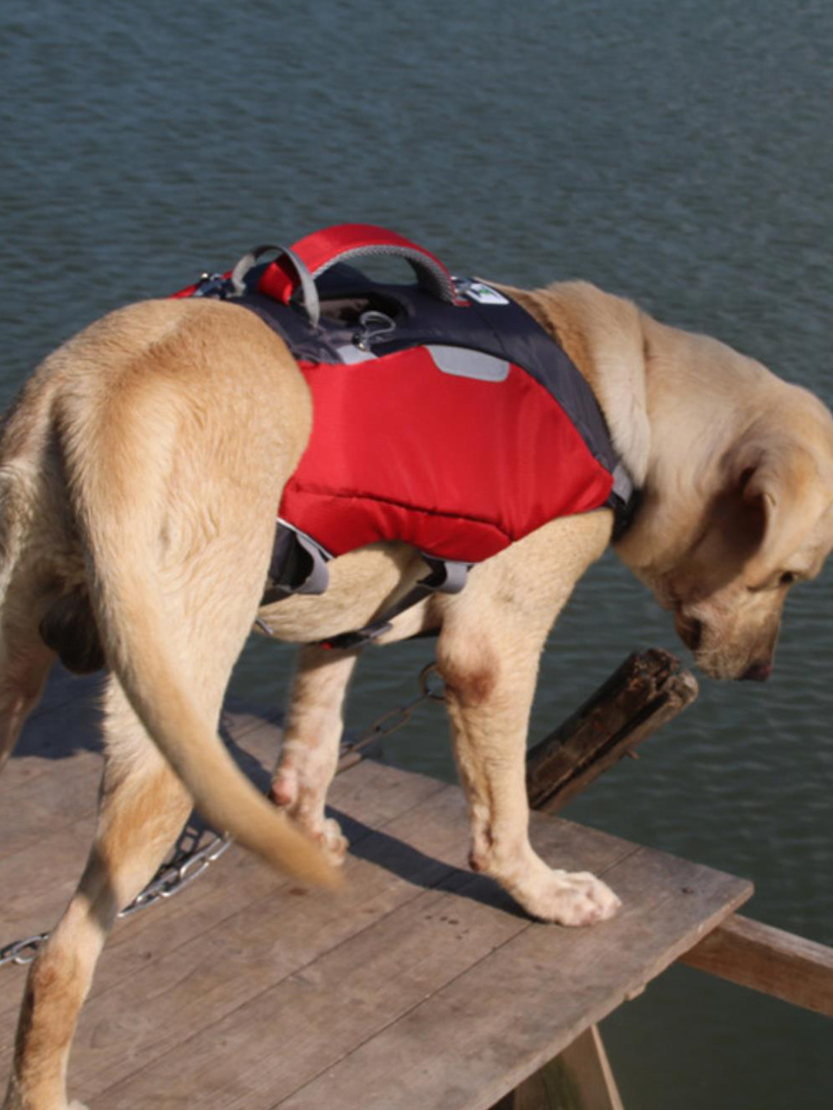 Dual-Use Dog Life Jacket Backpack | High Buoyancy for Medium to Large Dogs