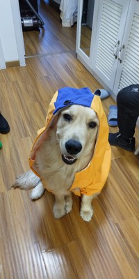 Lovinpet Four-Leg Dog Raincoat - Cartoon Shell Jacket for Large, Medium, and Small Dogs