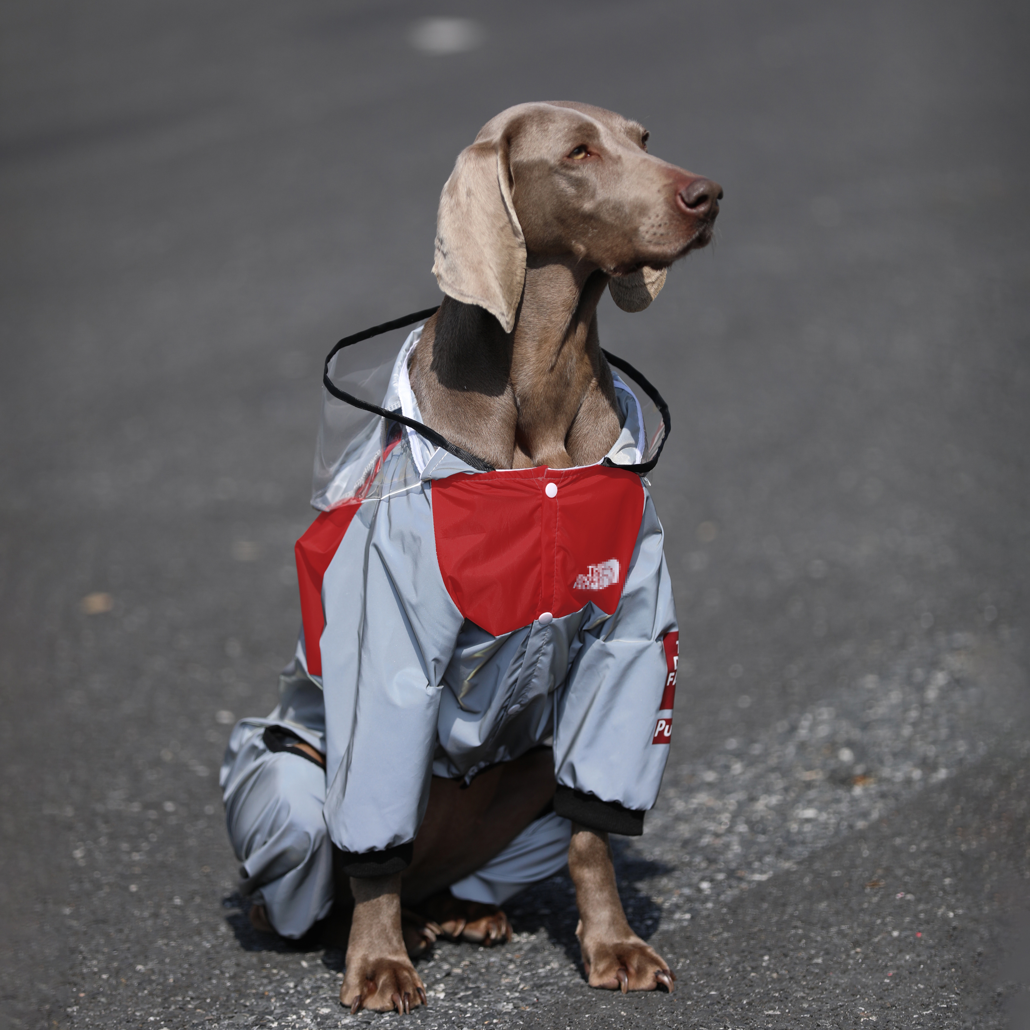 Lovinpet Large Dog Raincoat - Waterproof Four-Legged Fashion Poncho for Labradors, Golden Retrievers & Border Collies