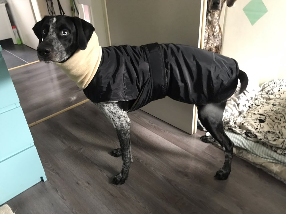 Pet autumn and winter thermal clothes dog lingtiyu large warm clothing China canines whippets Dubin high hound double-layer clothes
