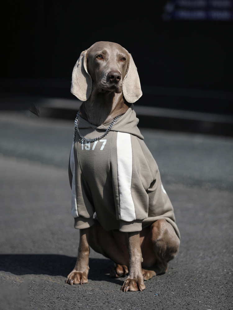 Stylish Dog Hoodie for Large Breeds - 1977 Streetwear Design