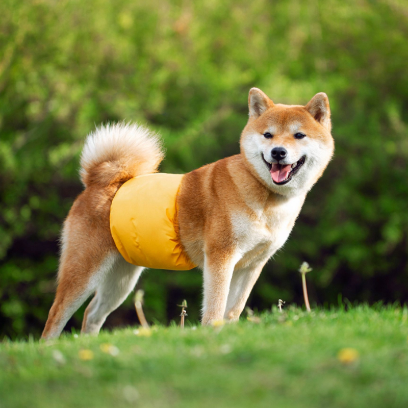 Waterproof Dog Bellyband | Absorbent Male Dog Diaper Belt