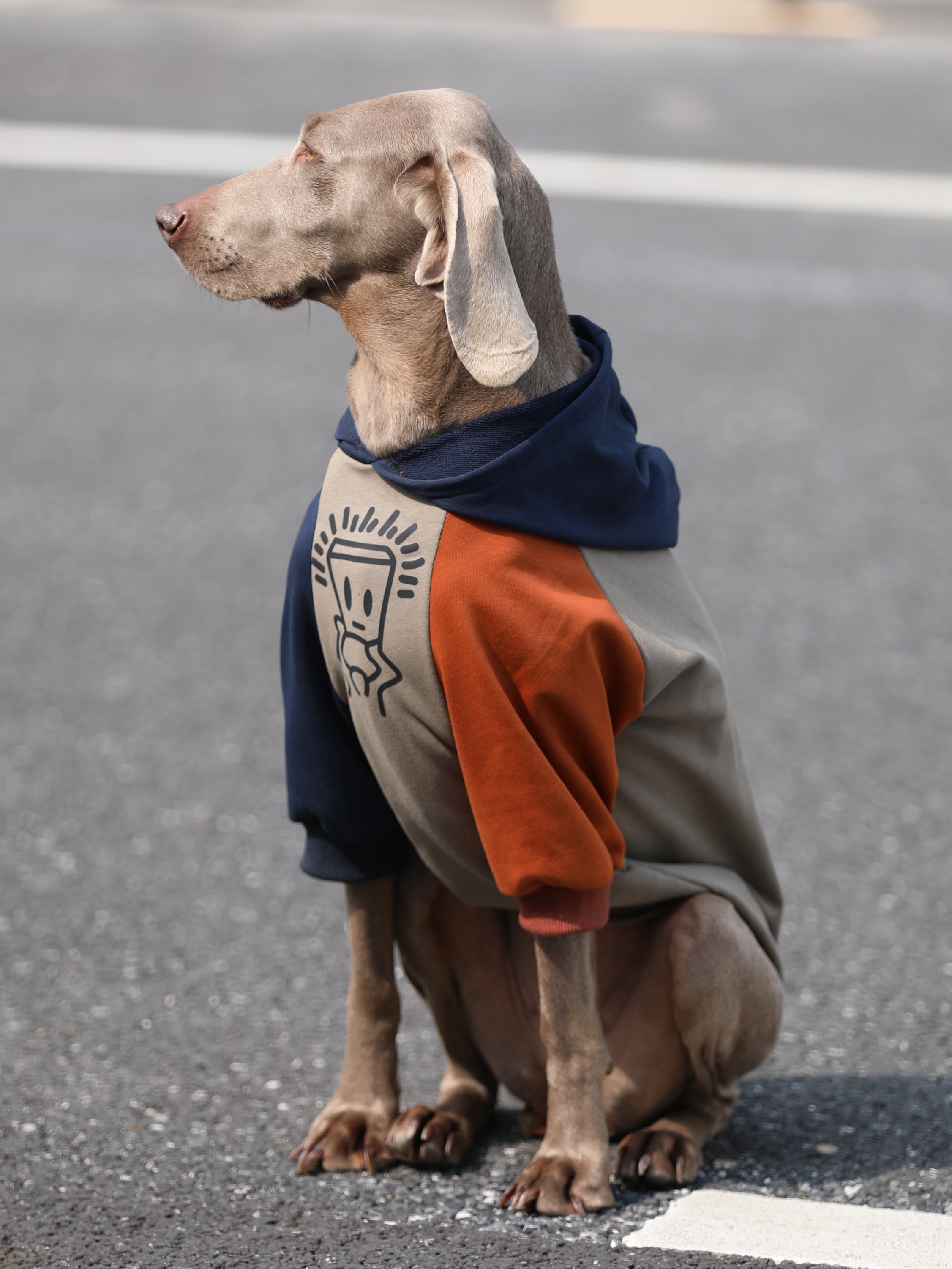 Anti-Lint Large Dog Hoodie - For Spring and Autumn