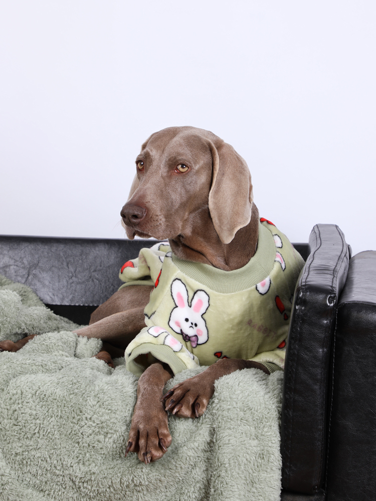 Large dog in Lovinpet green fleece pajamas with a cute bunny and heart design, lying on a couch, providing warmth and comfort for large breeds.