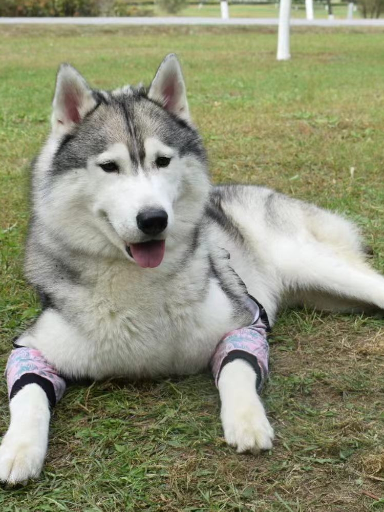 Dog Knee Suit16