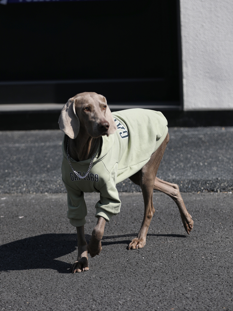 Trendy Large Dog Hoodie - Anti-lint Dubin Sweater for Labrador, Spring & Autumn