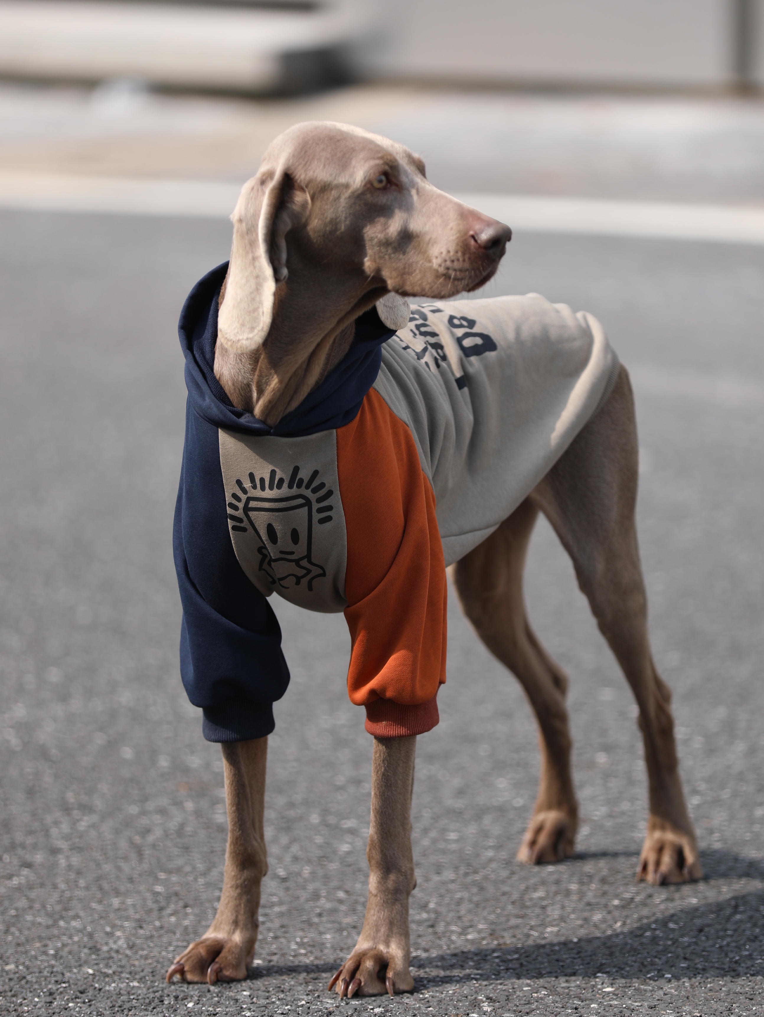 Anti-Lint Large Dog Hoodie - For Spring and Autumn