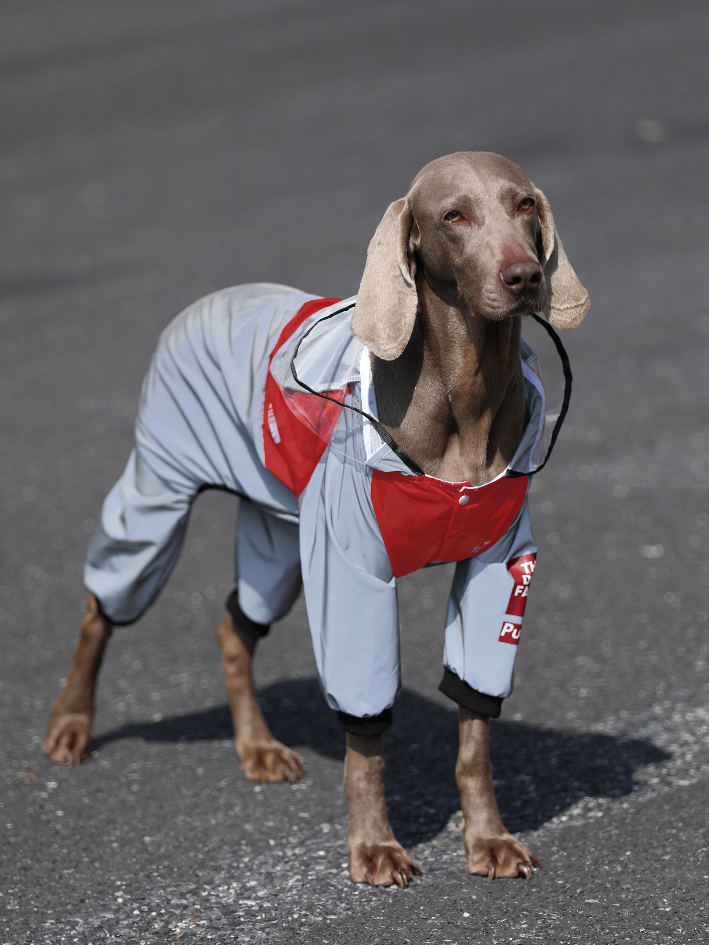 Lovinpet Large Dog Raincoat - Waterproof Four-Legged Fashion Poncho for Labradors, Golden Retrievers & Border Collies