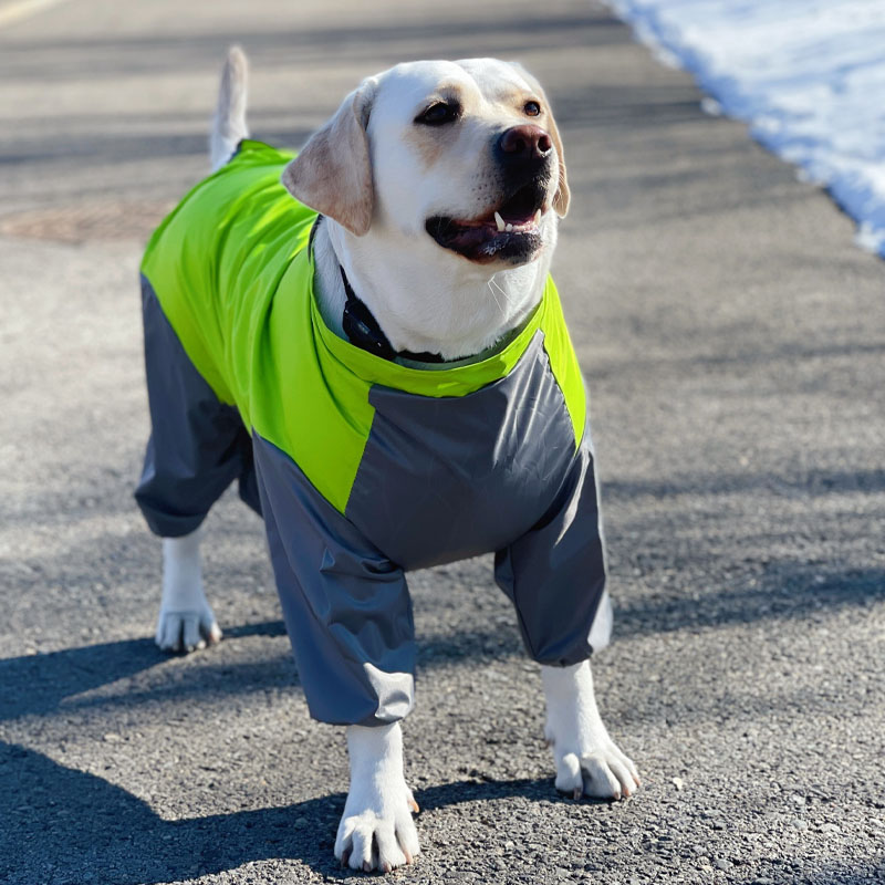 All-Inclusive Waterproof Dog Raincoat | Four-Legged Rain Jacket for Large Dogs | Labrador, Samoyed