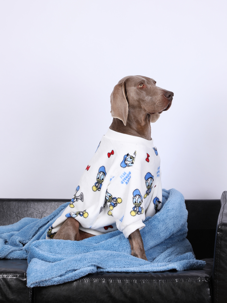 Large dog in a white winter pajama with a playful Donald Duck design, sitting on a blue blanket for extra comfort.