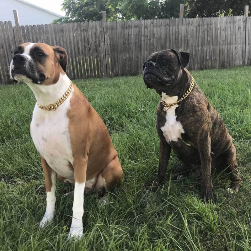 Pet dog necklace stainless steel round grinding encryption Cuban link chain dog leash pit bull pet dog Daikin chain titanium steel collar