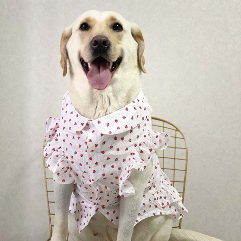 Dog clothes large dog thin Internet sensation dog skirt anti-lint cute clothes labrador golden retriever clothes
