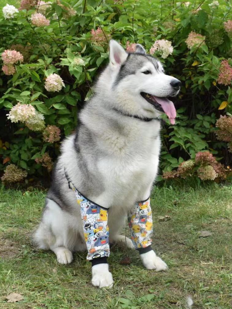 Dog Knee Suit16