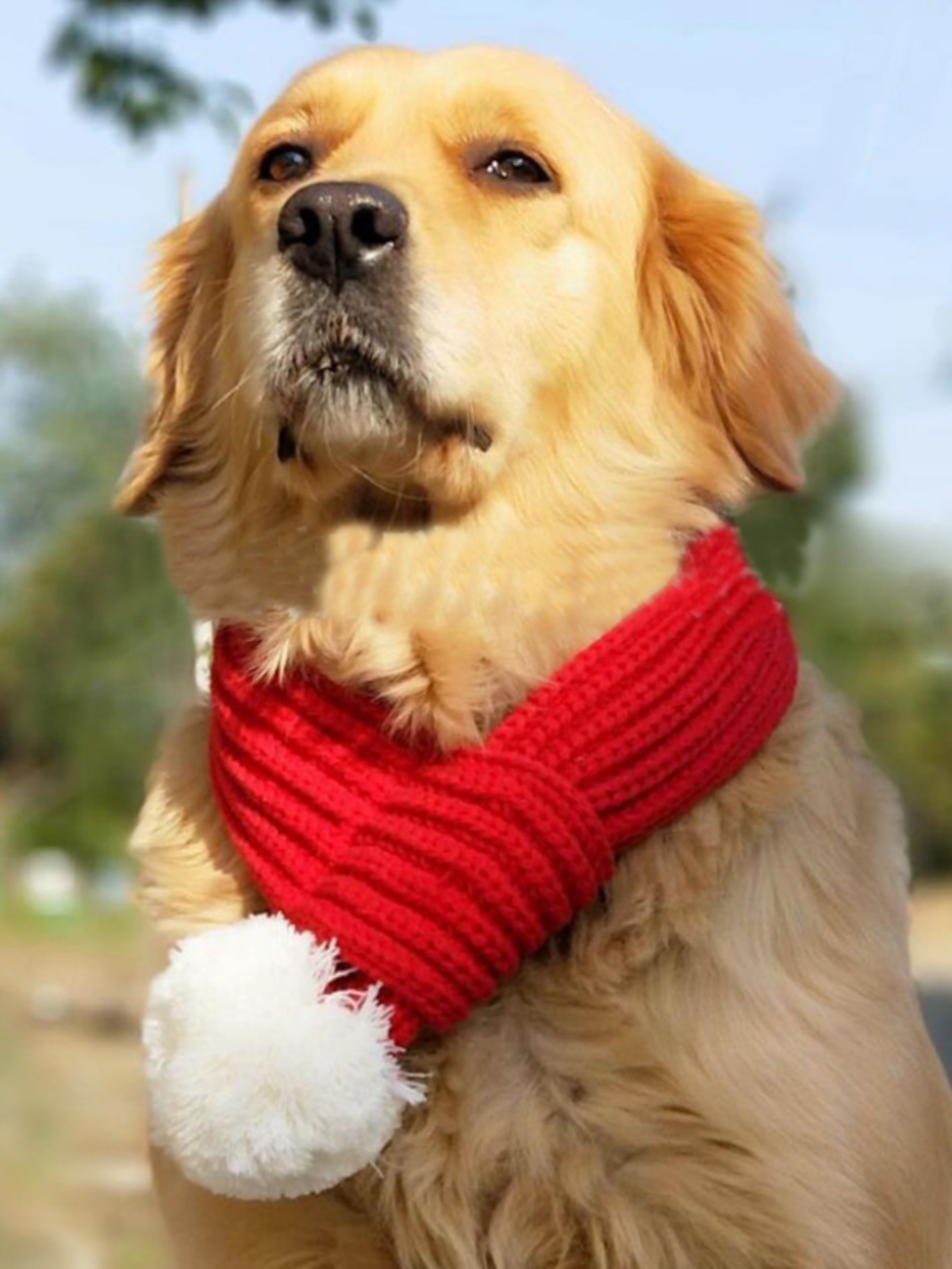 Pet scarf large dog wool keep warm scarf dog scarf golden retriever Dubin autumn and winter clothing scarf