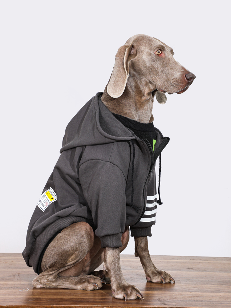 Fashionable Black Large Dog Hoodie for Autumn & Winter | Warm Labrador & Golden Retriever Coat