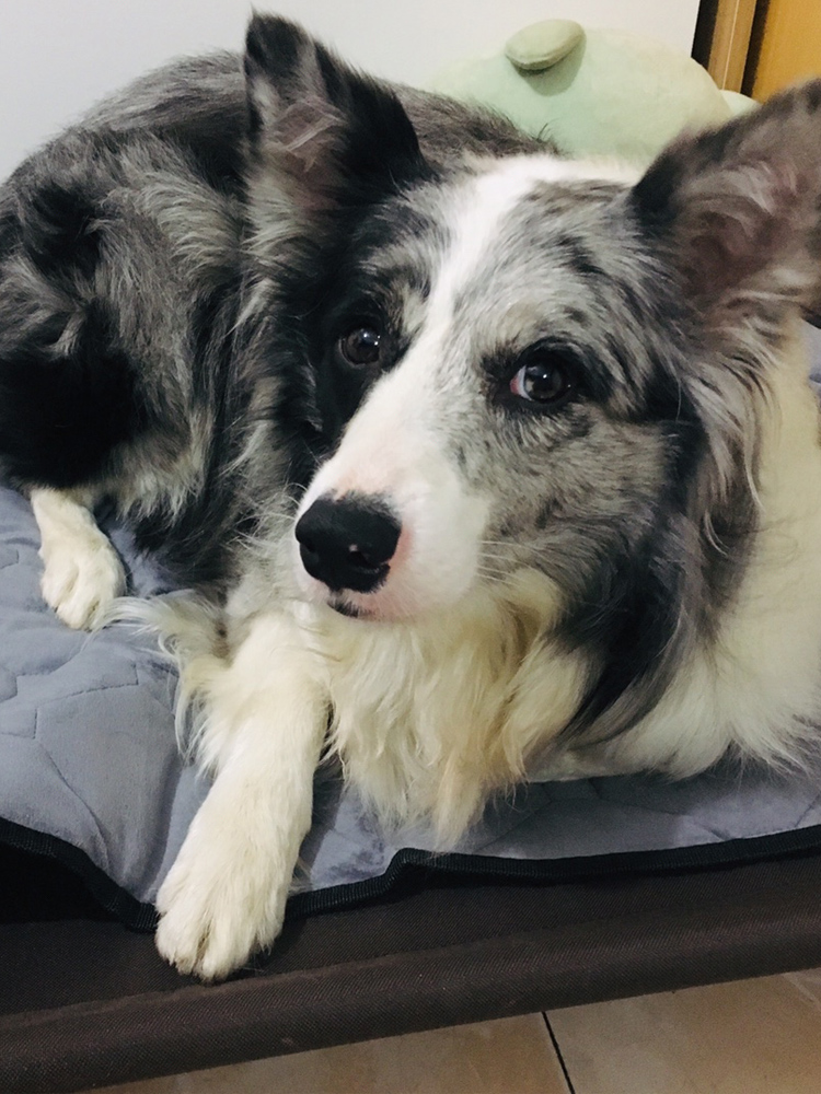 Pet sofa cushion kennel winter large dog pet pad nest plush car dog mat warm dog mattress supplies