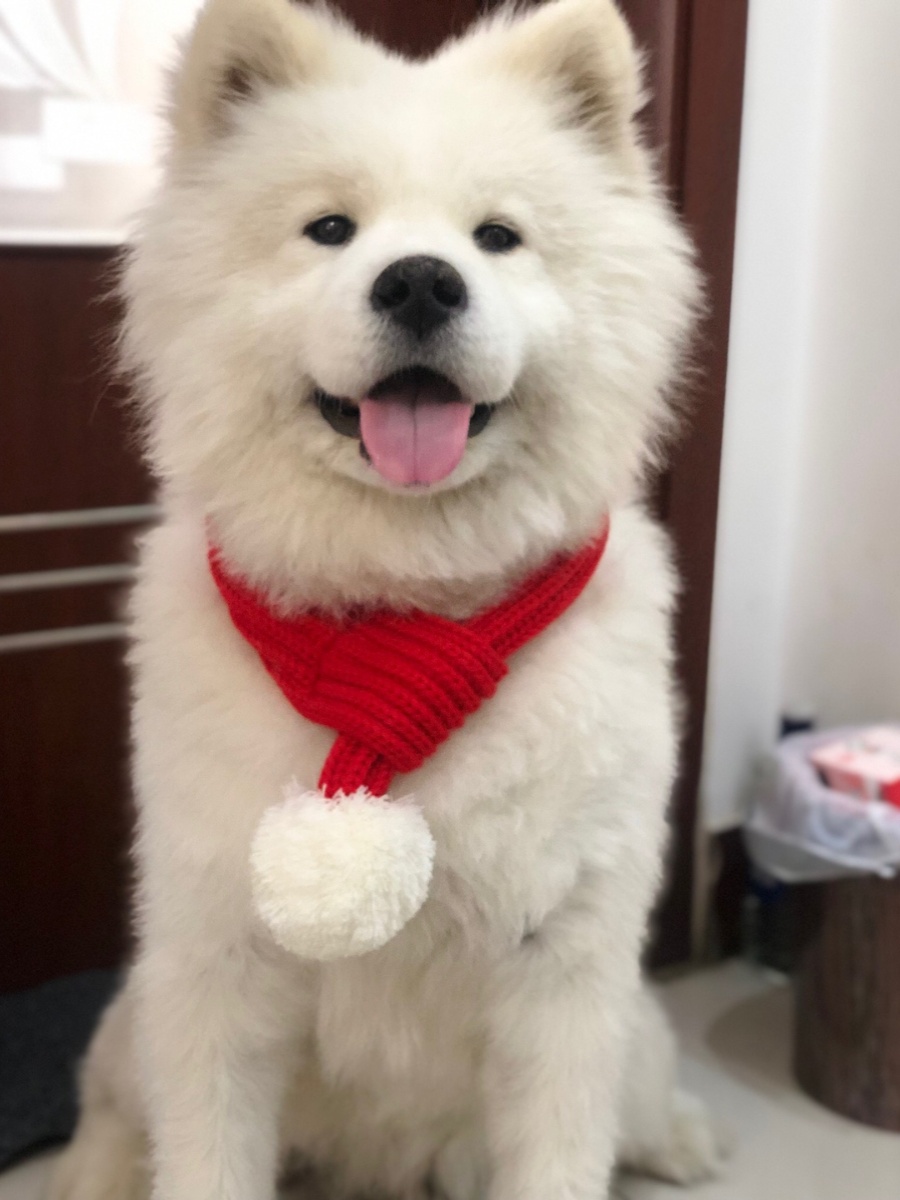 Pet scarf large dog wool keep warm scarf dog scarf golden retriever Dubin autumn and winter clothing scarf