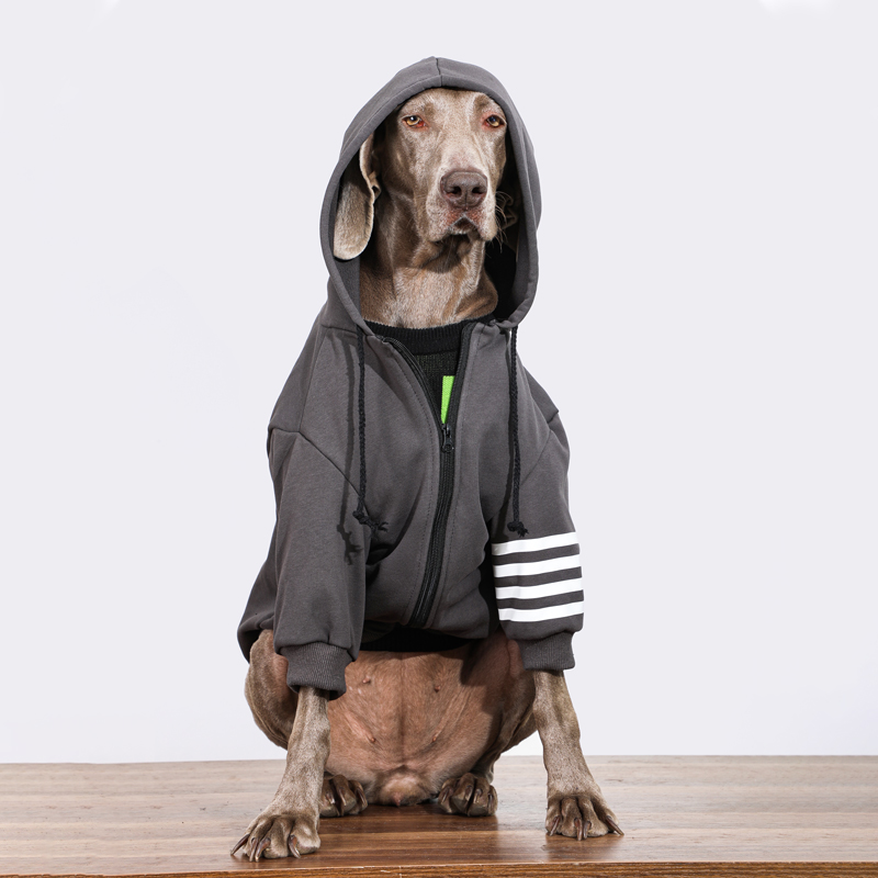 Fashionable Black Large Dog Hoodie for Autumn & Winter | Warm Labrador & Golden Retriever Coat