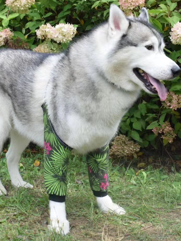 Dog Knee Suit16